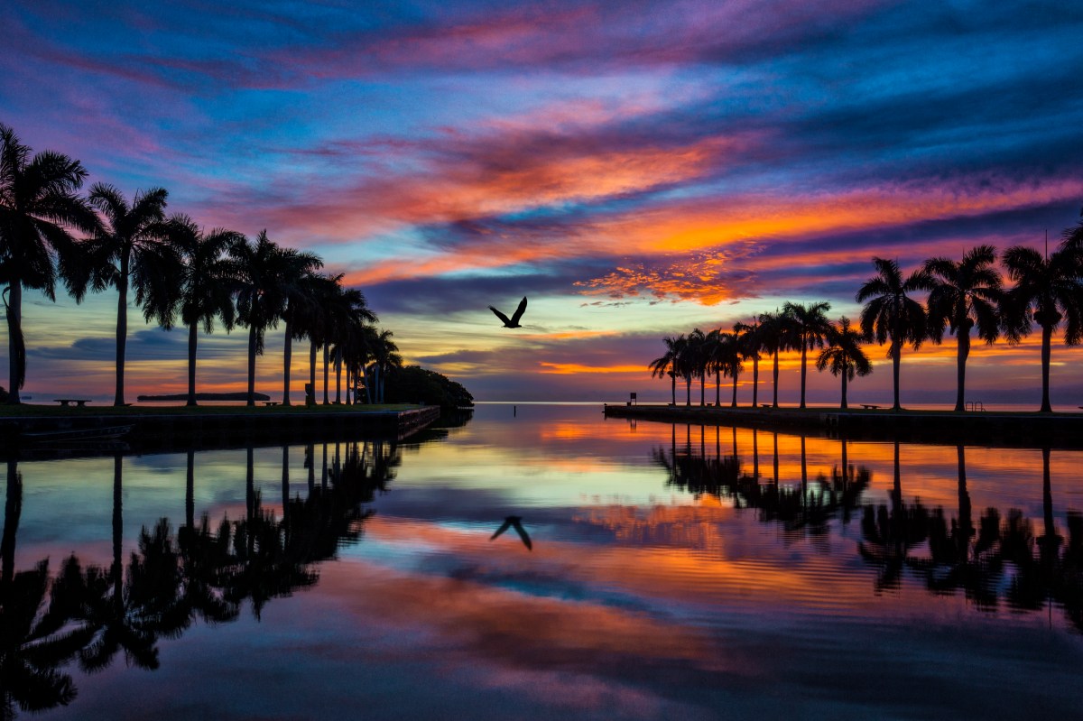 Bird flying into sunrise